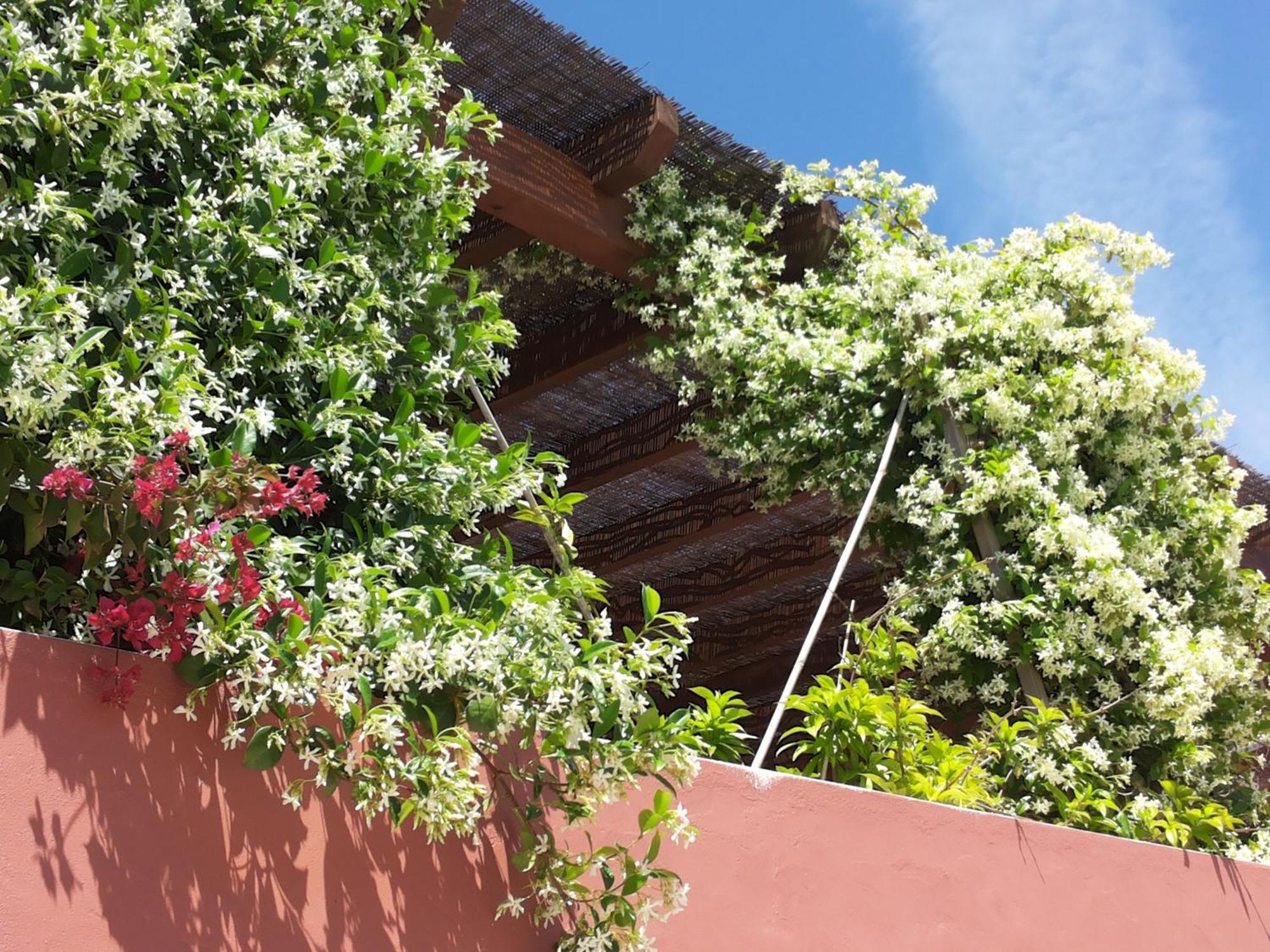 Gato Preto De Silves - Adults Only Bed and Breakfast Eksteriør billede