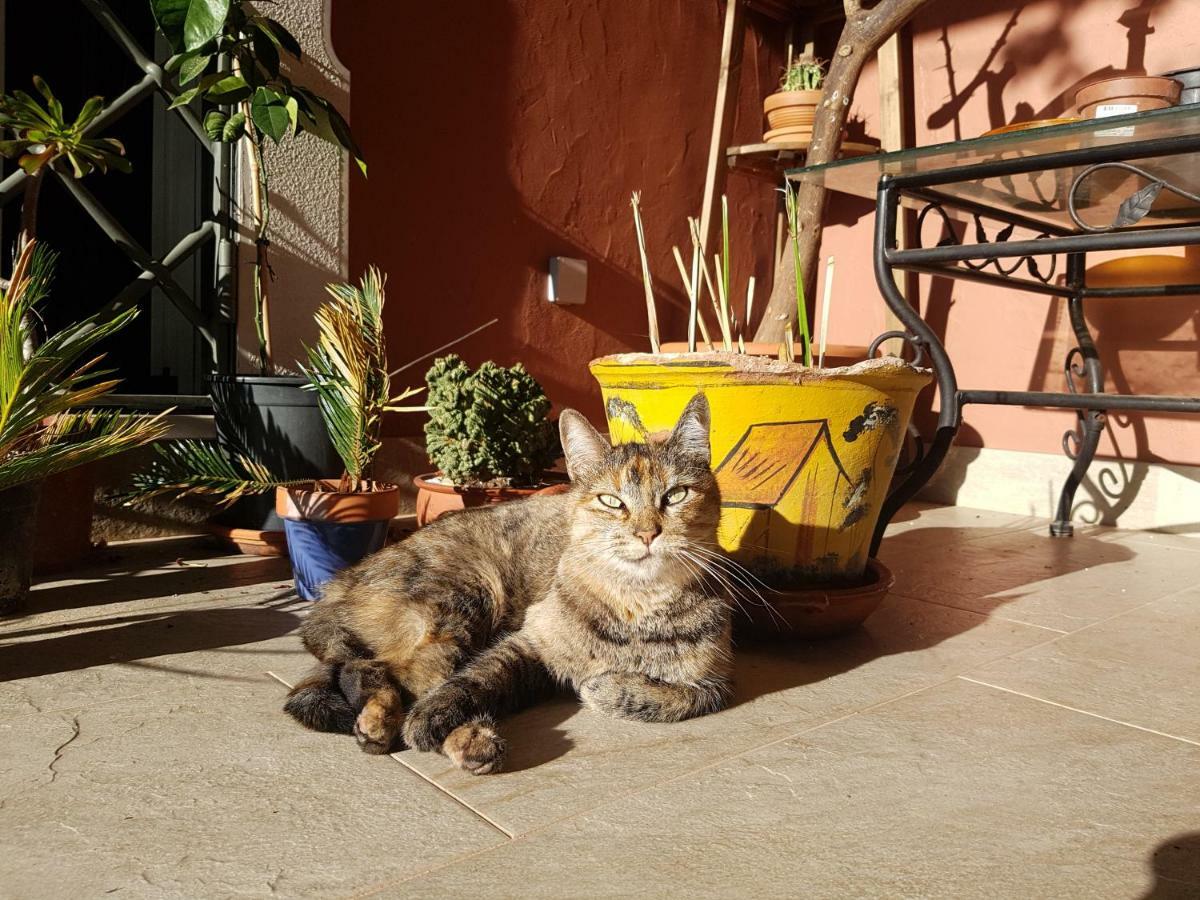 Gato Preto De Silves - Adults Only Bed and Breakfast Eksteriør billede